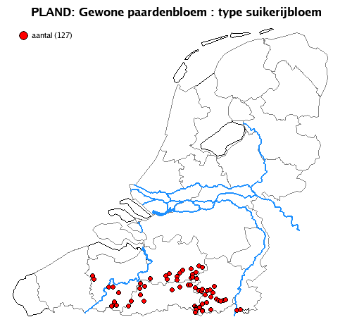suikerijbloem